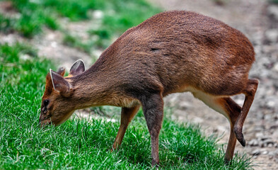 Munjak also known as barking deer. Latin deer - Muntiacus muntjak