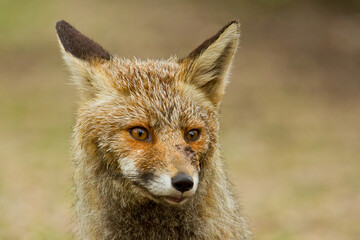 Naklejka na ściany i meble Vulpes vulpes, Red fox, close-up of the head