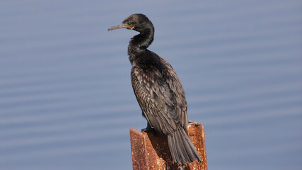 The great cormorant (Phalacrocorax carbo), known as the black shag in New Zealand and formerly also known as the great black cormorant across the Northern Hemisphere, the black cormorant in Australia.