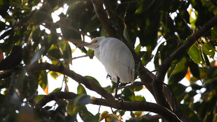 The intermediate egret, median egret, smaller egret, or yellow-billed egret (Ardea intermedia) is a medium-sized heron. Some taxonomists put the species in the genus Egretta or Mesophoyx.