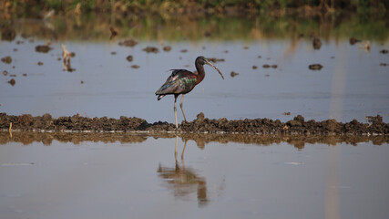 The glossy ibis (Plegadis falcinellus) is a wading bird in the ibis family Threskiornithidae. The scientific name derives from Ancient Greek plegados and Latin, falcis.