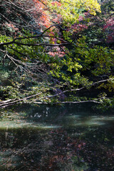 秋の風景 紅葉 幻想的 美しい 紅葉狩り 赤い 鮮やか きれい 池 湖 水辺