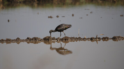 The glossy ibis (Plegadis falcinellus) is a wading bird in the ibis family Threskiornithidae. The scientific name derives from Ancient Greek plegados and Latin, falcis.