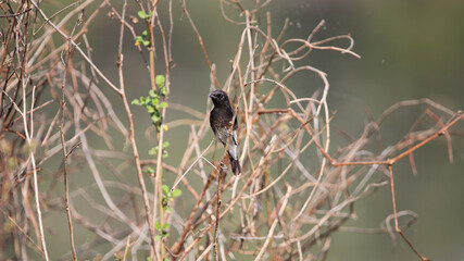 The white-bellied drongo (Dicrurus caerulescens) is a species of drongo found across the Indian Subcontinent. Like other members of the family Dicruridae, they are insectivorous.