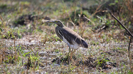 The Indian pond heron or paddybird (Ardeola grayii) is a small heron. It is of Old World origins, breeding in southern Iran and east to the Indian subcontinent, Burma, and Sri Lanka.