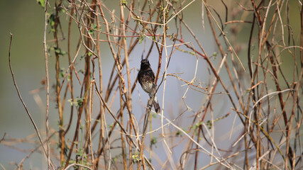 The white-bellied drongo (Dicrurus caerulescens) is a species of drongo found across the Indian Subcontinent. Like other members of the family Dicruridae, they are insectivorous.