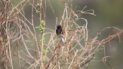 The white-bellied drongo (Dicrurus caerulescens) is a species of drongo found across the Indian Subcontinent. Like other members of the family Dicruridae, they are insectivorous.