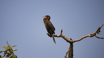 The great cormorant (Phalacrocorax carbo), known as the black shag in New Zealand and formerly also known as the great black cormorant across the Northern Hemisphere, the black cormorant in Australia.