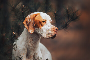 portrait of english pointer hunter dog in the forest