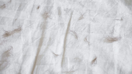 Motion along dirty white blanket with light grey stripes covered with animal hair on large bed in light room extreme close view from above