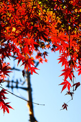 秋の風景 紅葉 モミジ 日本庭園 紅葉 赤い もみじ 鮮やか 美しい 綺麗