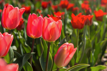 Pink and red tulips in the garden in the garden. Beautiful spring flower background. Soft focus and bright lighting. Blurred garden background. A flower bed in bright sunlight. Macro, copy space