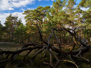 Fototapeta premium Mystischer Darßer Urwald, Nationalpark Vorpommersche Boddenlandschaft, Mecklenburg Vorpommern, Deutschland
