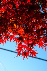 秋の風景 モミジ 鮮やか 美しい 綺麗 夕暮れ 葉っぱ 赤い 日本庭園 