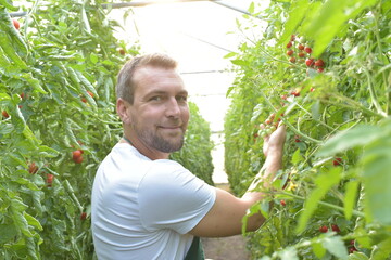 farmer in greenhouse growing and harvesting tires tomatoes for sale