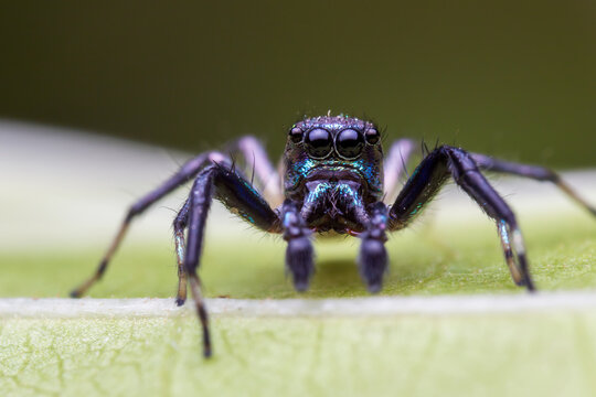 Close up image of jumping spider. macro mode close up shot animal and insect.