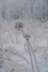 frost on the branches