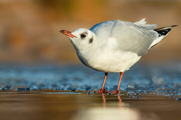 Black-headed gull (Chroicocephalus ridibundus), with beautiful green coloured background. Colorful water bird with white feather sitting near the river. Wildlife scene from nature, Czech Republic