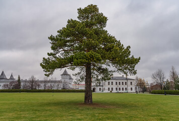Fototapeta na wymiar A mighty lonely pine tree on the territory of the Tobolsk (Russia) Kremlin, growing in a green meadow with soft grass on an autumn cloudy day. Historic site, memory of ancestors 