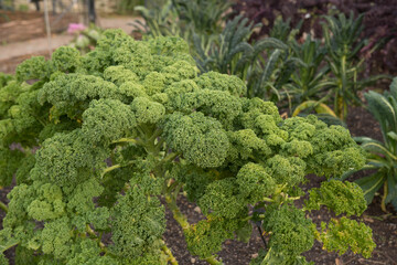  Crop of Home Grown Organic Dwarf Green Curly Kale (Brassica oleracea 'Acephala') Growing on an Allotment in a Vegetable Garden in Rural Devon, England, UK