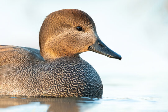 Gadwall (Mareca strepera), with the beautiful blue coloured water surface. Beautiful brown duck from the river in the morning mist. Wildlife scene from nature, Czech Republic