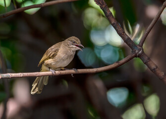 Streak-eared bulbul perching on tree branch , Thailand