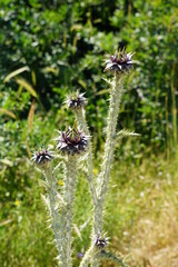 purple flowers in the Psalidi Wetland, Kos Island, Greece, May