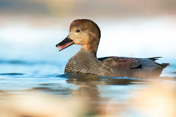 Gadwall (Mareca strepera), with the beautiful blue coloured water surface. Beautiful brown duck from the river in the morning mist. Wildlife scene from nature, Czech Republic