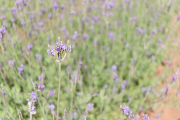 Obraz premium Beautiful blooming purple lavender flowers in field, violet fragrant lavender flower in summer garden. Perfume ingredient and aromatherapy product.