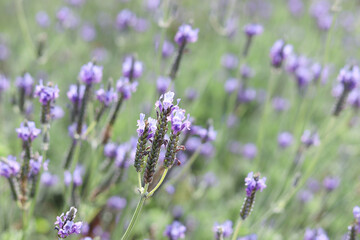 Beautiful blooming purple lavender flowers in field, violet fragrant lavender flower in summer garden. Perfume ingredient and aromatherapy product.