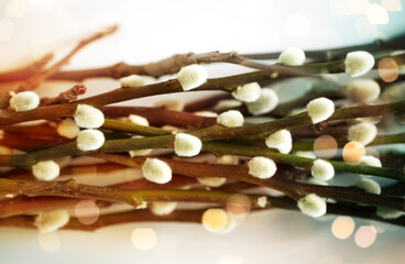 flora, plants and easter concept - close up of pussy willow branches over bokeh lights