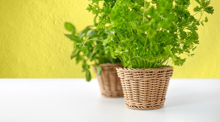 healthy eating, gardening and organic concept - close up of green parsley herb in wicker basket over yellow background