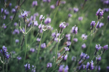Beautiful blooming purple lavender flowers in field, violet fragrant lavender flower in summer garden. Perfume ingredient and aromatherapy product.