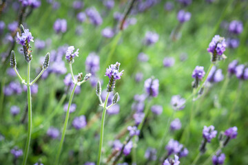 Beautiful blooming purple lavender flowers in field, violet fragrant lavender flower in summer...