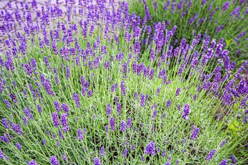 Obraz premium wildflowers and herbs. summer background and sun beam