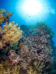 Naklejka na ściany i meble Schooling Glassfish in a coral reef (Sharm El Sheikh, Red Sea, Egypt)