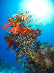 Fototapeta na wymiar Coral formation with school of reef fish (Sharm El Sheikh, Red Sea, Egypt)