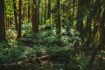 Deep Green Mossy Forest with Ferns in Oregon