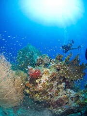 Scuba diver in a coral reef (Sharm El Sheikh, Red Sea, Egypt)