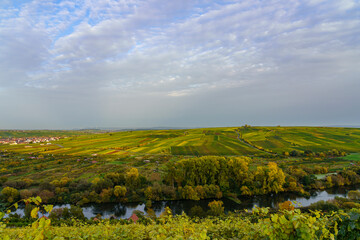 Blick von den Weinbergen bei K&ouml;hler auf die Volkacher Mainschleife und den  Weinorten Escherndorf und Nordheim am Main an der Weininsel, Unterfanken, Bayern, Deutschland