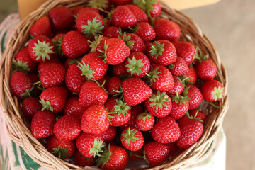 Sweet fresh red strawberries from farm, ripe strawberry fruit in white basket,  organic fruit from field.
