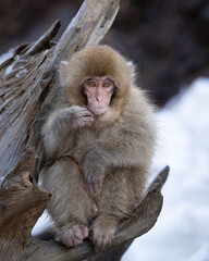 Japanese macaque monkey sat in a tree stump with snow in the background.  