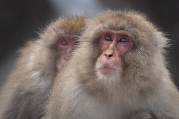 Two Japanese Macaque monkeys side by side.  