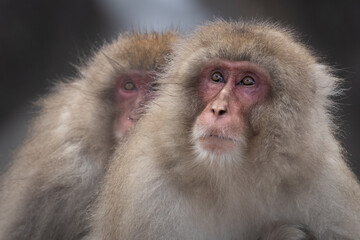 Obraz premium Two Japanese Macaque monkeys side by side. 