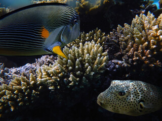 Beautiful Coloured Hard Coral Reef. Red Sea.