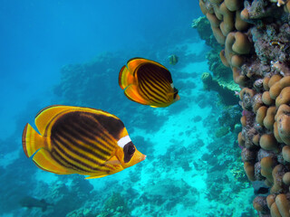 Obraz na płótnie Canvas Beautiful Coloured Hard Coral Reef. Red Sea.
