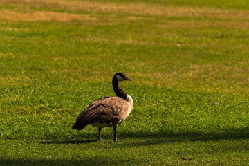 wild animals over the Bow river banks