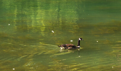 wild animals over the Bow river banks
