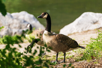 wild animals over the Bow river banks