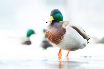 Mallard (Anas platyrhynchos), with the beautiful orange coloured water surface. Beautiful brown duck from the river in the morning mist. Wildlife scene from nature, Czech Republic